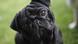 Black pug tilting its head Black pug tilting its head