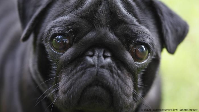 German City Seizes Pug Sells It On Ebay News Dw 28 02 2019