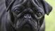 Black pug Black pug