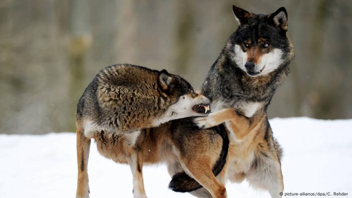 Farmers should be allowed to shoot wolves that cause "serious agricult...