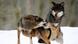 She-wolf Lena snaps at her mate Erik She-wolf Lena snaps at her mate Erik