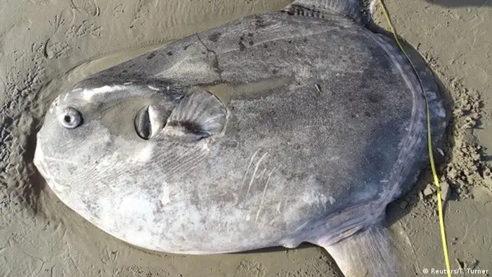 A hoodwinker sunfish lies dead on a beach in California - it is 2 meters long and flat, shaped like a disc