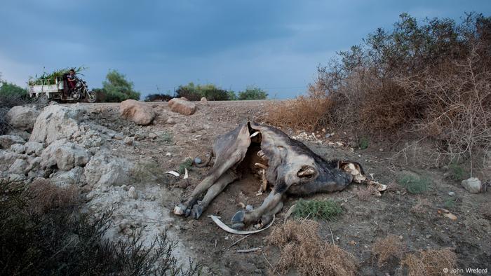 The corpose of a water buffalo lies on the dry earth of the marshes (photo: John Wreford)