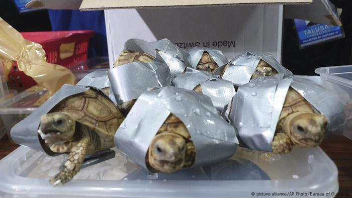 Manila Airport Finds 1 500 Live Turtles In Suitcases News Dw 04 03 2019