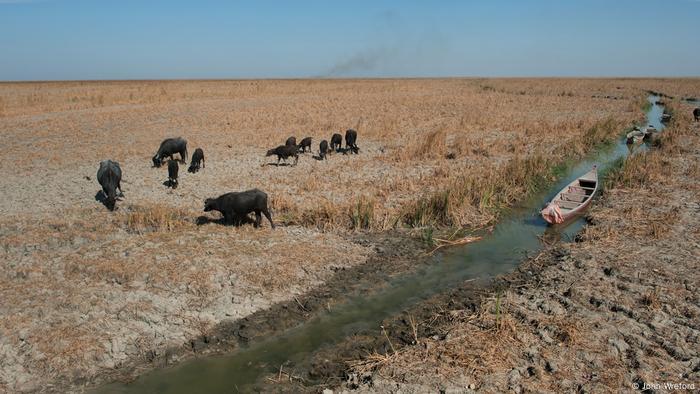 A small herd of buffalo look for food in the dry grass surrounding a narrow and shallow strip of water. An empty canoe is lying in the stream (photo: John Wreford)