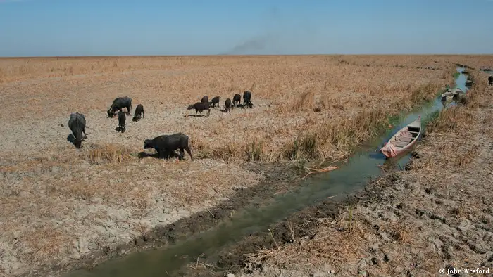 A small herd of buffalo look for food in the dry grass surrounding a narrow and shallow strip of water. An empty canoe is lying in the stream (photo: John Wreford)