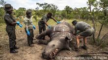 ARCHIV - 04.02.2015, Südafrika, Skukuza: Arbeiter der Ermittlungsstelle für Umweltkriminalität von den SANParks führen im Kruger National Park Skukuza eine Untersuchung an einem Nashorn durch, das wegen seiner Hörner getötet wurde. (Zu dpa «Wilderer in Südafrika töten weniger Nashörner» vom 14.02.2019) Foto: Salym Fayad/EPA/dpa +++ dpa-Bildfunk +++ |