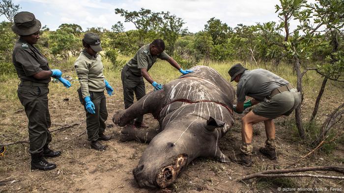 Afrika Wilderei l Arbeiter der Ermittlungsstelle für Umweltkriminalität im Kruger National Park Skukuza