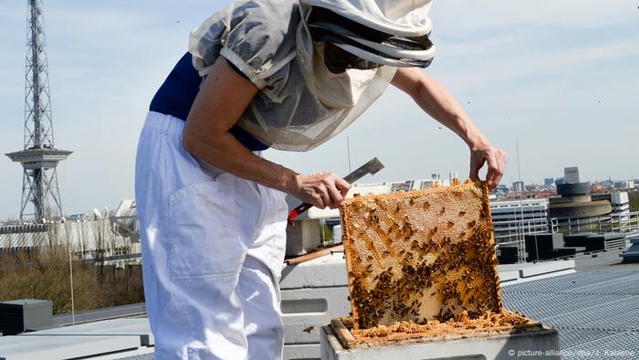 La apicultura está de moda. En Nueva York, Londres o Berlín: muchos la asumen como pasatiempo. Y salvan a las abejas, que cada vez encuentran menos alimento en nuestros campos envenenados con pesticidas, monocultivos gigantes y setos sin flores. Las ciudades, en cambio, ofrecen sustento, porque algo siempre florece en parques, parcelas y terrazas.
