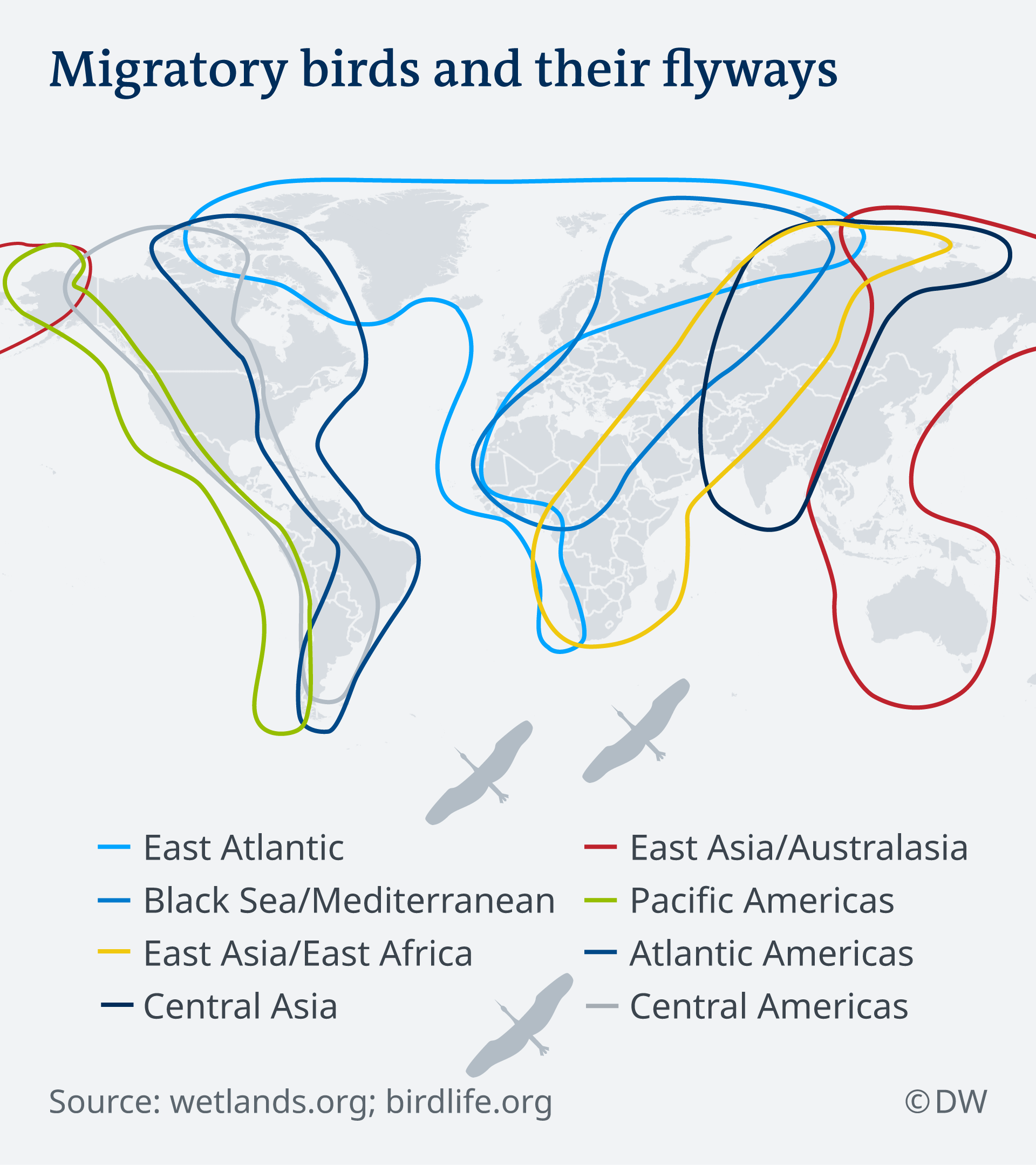 Migratory birds and their flyways