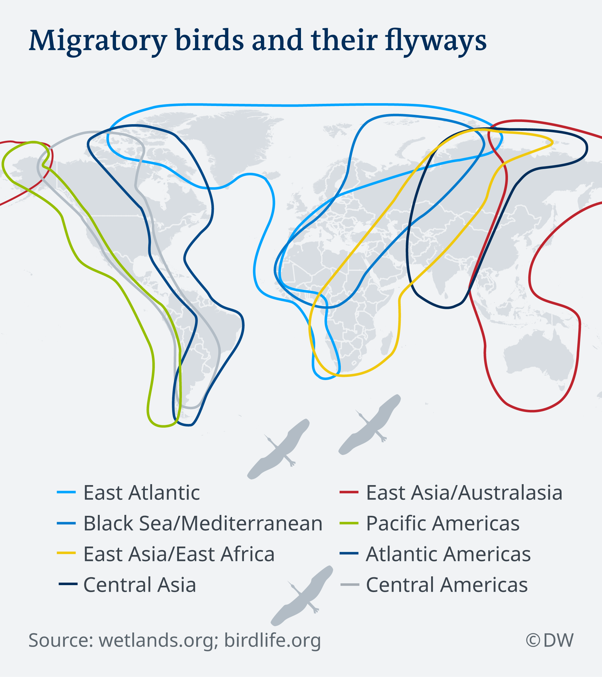 Bird Migration Patterns Migration Patterns In Birds SAIK Bird Migration Patterns Migration Patterns In Birds SAIK