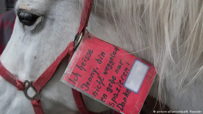 Jenny the horse with tag attached to its bridle