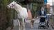 Jenny the Arabian mare snacking on garden shrubs during a morning stroll in Fechenheim Jenny the Arabian mare snacking on garden shrubs during a morning stroll in Fechenheim