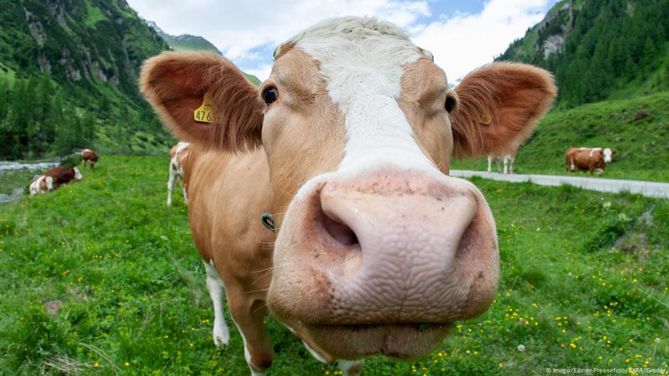 Deadly Cows Prompt Law Change For Hikers In Austria News Dw 12 03 2019