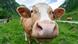 Curious cow Curious cow