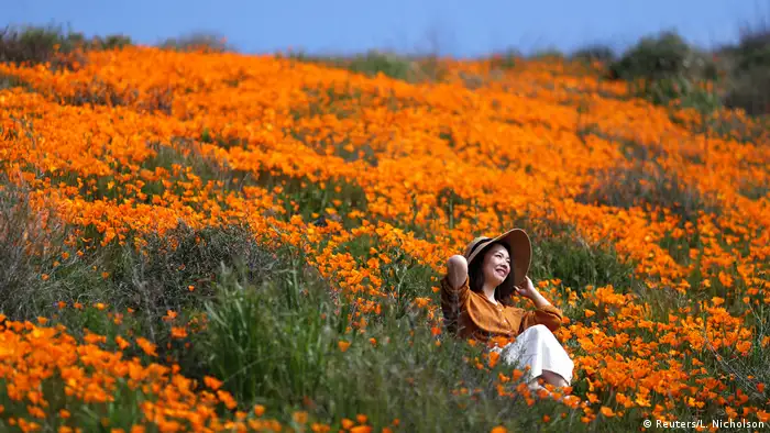 USA Wildblumen in Kalifornien