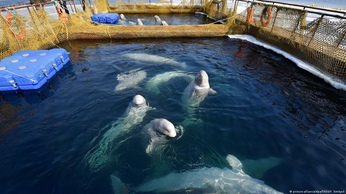 Six month sentence for 100 whales – DW – 04/01/2019