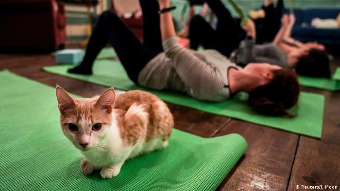 Katze auf der Yoga-Matte 