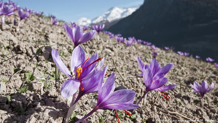 Safran-Fäden Crocus sativus