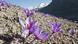 Safran-Fäden Crocus sativus Safran-Fäden Crocus sativus