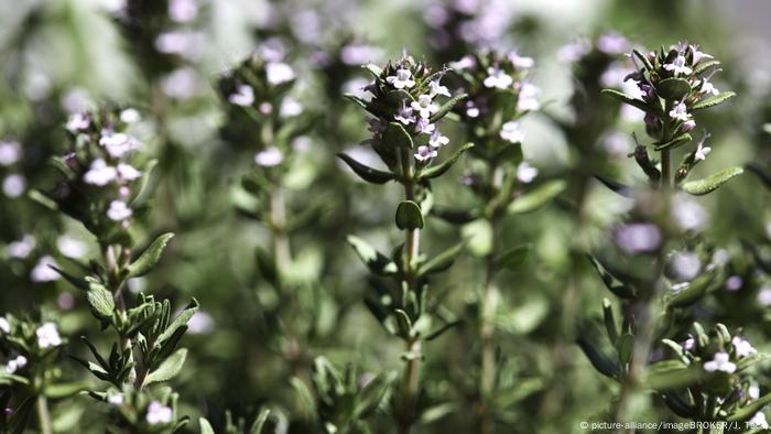 Thyme against cough