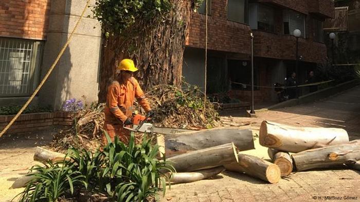 Bogotá: tala de árboles, nuevas siembras y falta de transparencia |  Ecología | DW | 20.03.2019