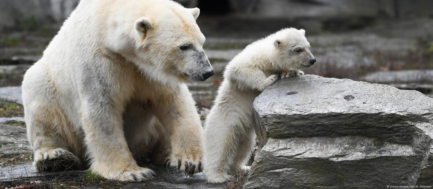 Berlin's new baby polar bear makes public debut – DW – 03/16/2019