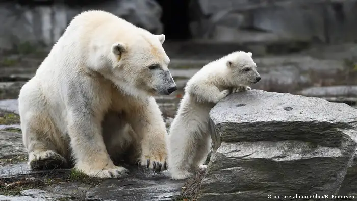 A polar bear cub and her mother at Berlin's Tierpark (picture-alliance/dpa/B. Pedersen)