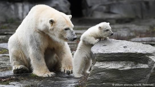 Berlin's new baby polar bear makes public debut – DW – 03/16/2019