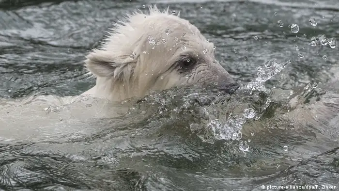 A polar bear cub swims