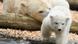 Deutschland Tierpark Berlin präsentiert Eisbär-Nachwuchs Deutschland Tierpark Berlin präsentiert Eisbär-Nachwuchs