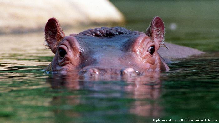 Bulette the Berlin hippo (picture-alliance/Berliner Kurier/P. Müller)