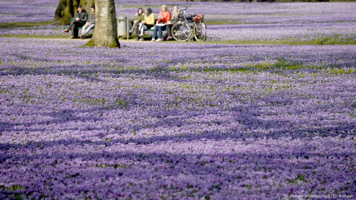 Lila blühende Krokusse wachsen im Schlosspark in Husum. 