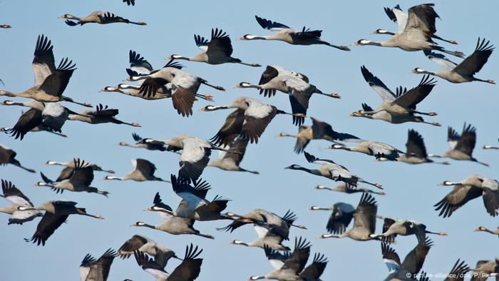 Kraniche fliegen am Himmel, Deutschland