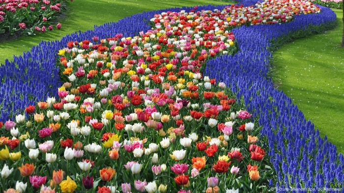 Blaue Hyazinthen und bunte Tulpen im Keukenhof, Lisse, Niederlande.