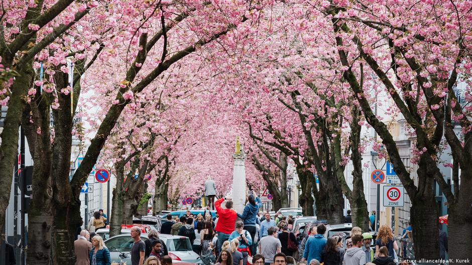 Viele Menschen fotografieren blühende Kirschbäume in Bonn.