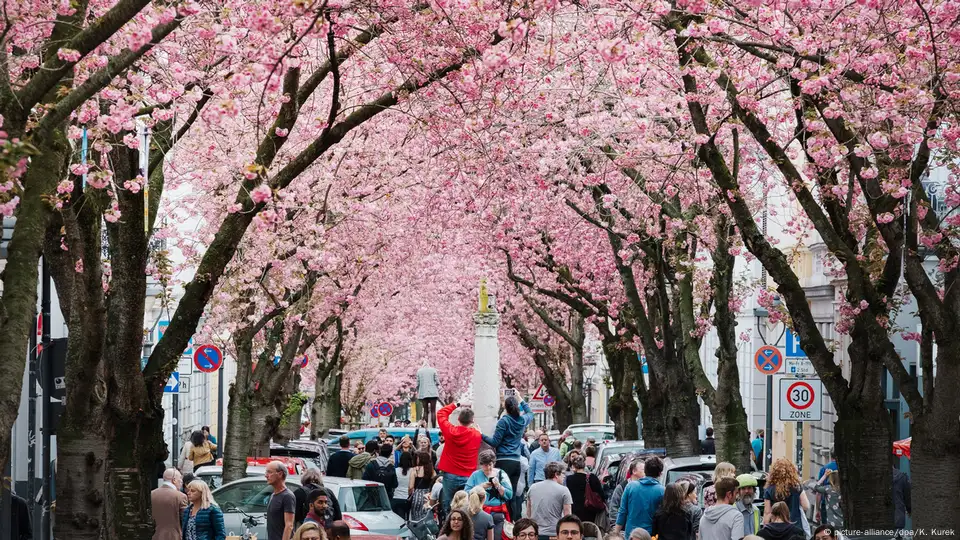 How to Visit the Cherry Blossom Avenue in Bonn, Germany - That One