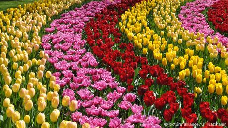 Frühling: Tulpen