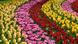 Colorful tulips Colorful tulips