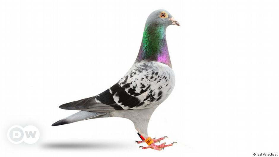Pigeon Fetches Record 1 25 Million At Belgian Auction News Dw 18 03 2019
