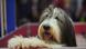 Symbolbild - Hund - Bearded Collie Symbolbild - Hund - Bearded Collie