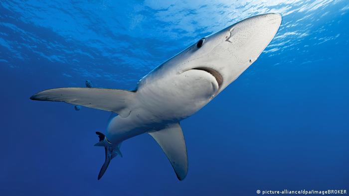Blue shark (Prionace glauca) swims in blue water (picture-alliance/dpa/imageBROKER)