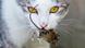 Eine Katze hat eine gefangene Maus im Maul. Eine Katze hat eine gefangene Maus im Maul.