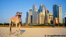 Kamel am Sandstrand Marina Dubai, Wolkenkratzer von Dubai im Hintergrund, Vereinigte Arabische Emirate, Dubai camel on the beach of Marina Dubai, skyscrapers of Dubai in background, United Arab Emirates, Dubai BLWS517858 Copyright: xblickwinkel/P.xRoyerx
