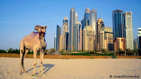 В Дубай от камили могат да се изкарат много добри