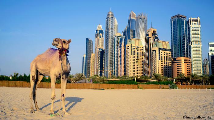 В Дубай от камили могат да се изкарат много добри