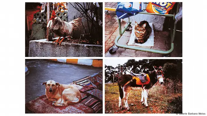 photos of a donkey, dog, cat and rooster (Galerie Barbara Weiss)