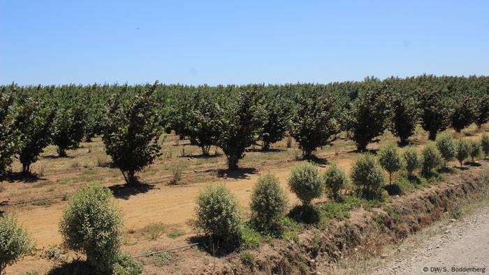 Chile: plantación de avellanos en Pelarco, Región del Maule (DW/S. Boddenberg)