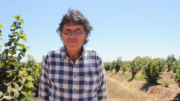 Chile: plantación de avellanos en Pelarco, Región del Maule - Lázaro Aburto (DW/S. Boddenberg)