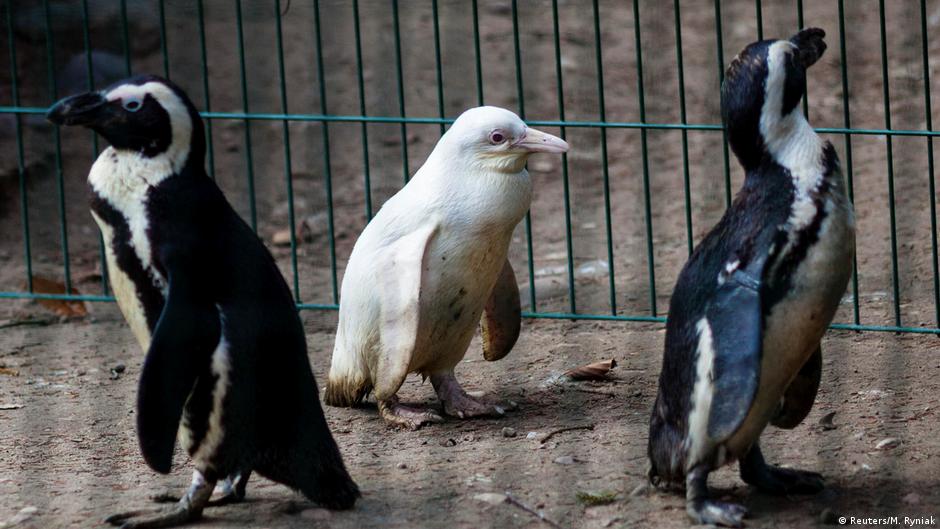 レアペンギンラック